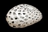 Adamlamp custom parametric geometry lamp form design structure apet plastic 