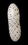 Adamlamp custom parametric geometry lamp form design structure apet plastic 