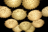 Adamlamp Flora Light 50