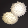 Adamlamp Flora Light 70, suspension
