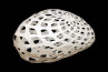 Adamlamp custom parametric geometry lamp form design structure apet plastic 