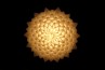 Adamlamp Flora Light 70, suspension, bottom view